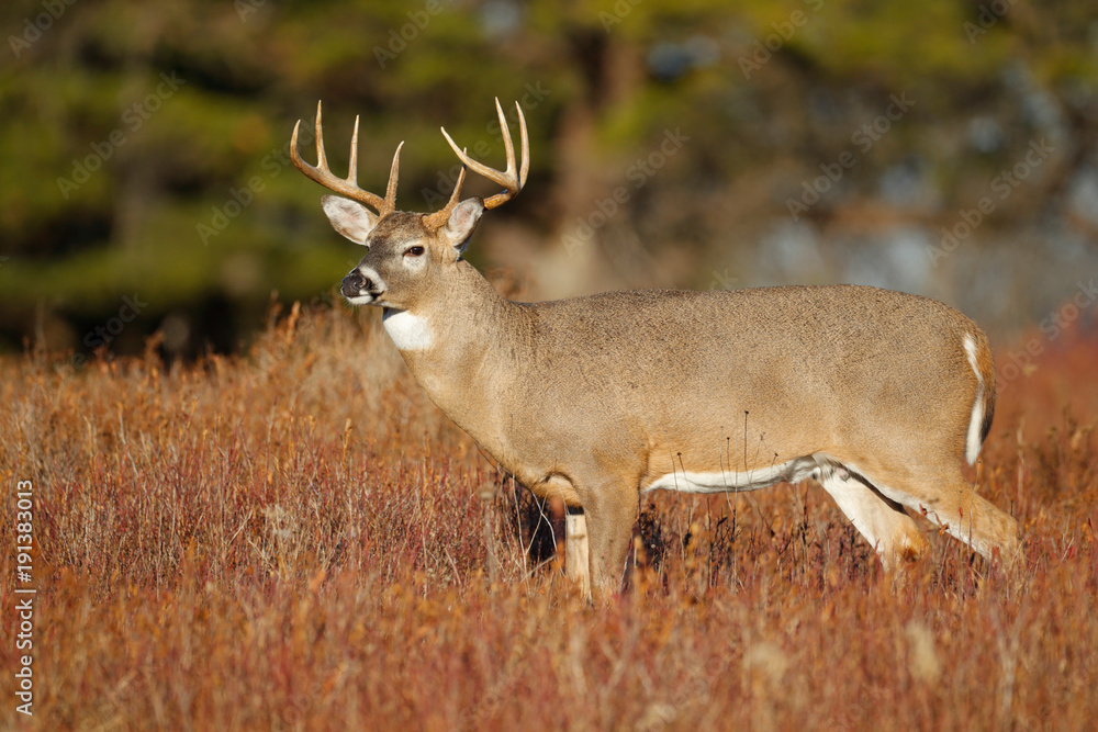 White-tailed Deer White-tailed Deer