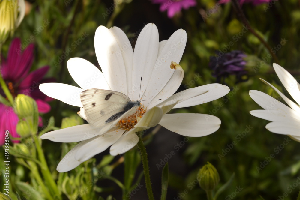 Mariposa blanca posada en una flor margarita de color blanca Stock Photo |  Adobe Stock