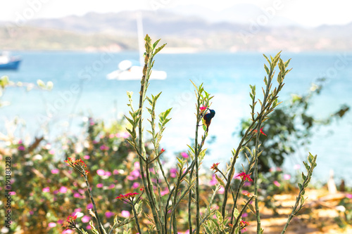 Souimanga sunbird (Cinnyris sovimanga) perching on a branch, Madagascar photo