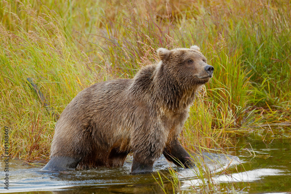 Obraz premium Brown Bear