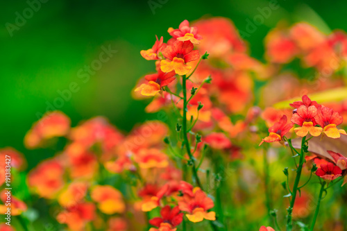 Orange flowers on the background of the garden landscape during summer season. Nasturtium edible flower © vmargineanu