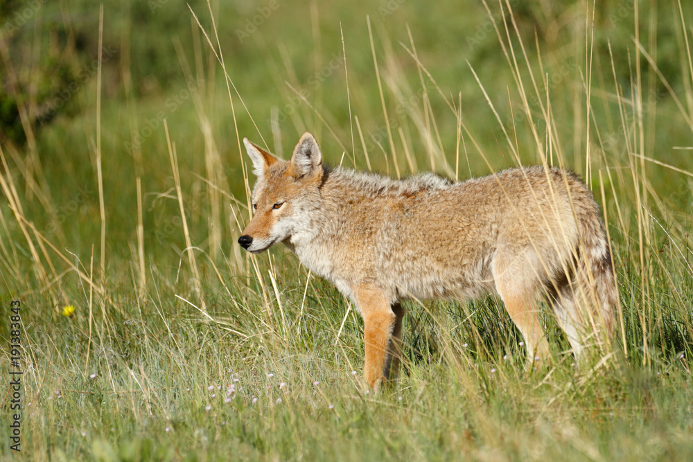 Photography Coyote