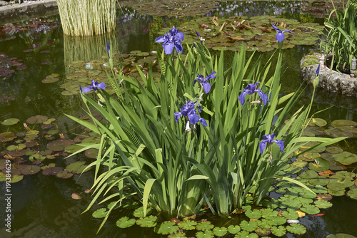 Canvastavla Iris laevigata