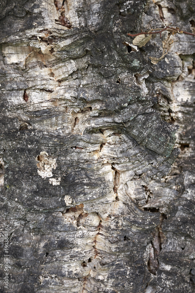 Quercus suber bark Quercus suber bark