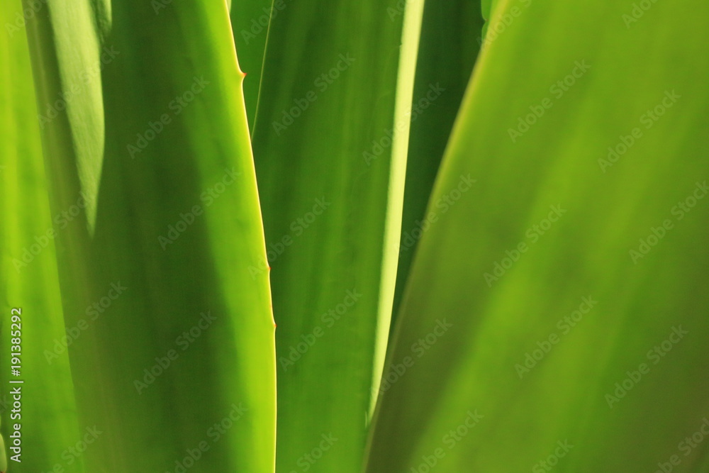 green wall green wall