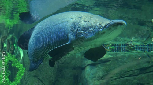 Huge ugly fish swimming in water photo