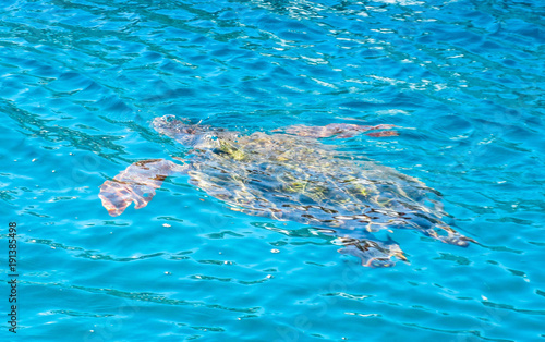 Big sea turtle Caretta spoted near Zakynthos island