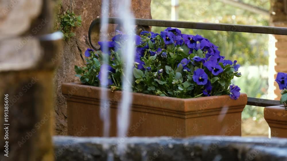 Fiori primaverili in un vaso con acqua