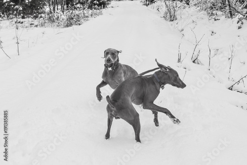 Spielende Jagdhunde im Schnee