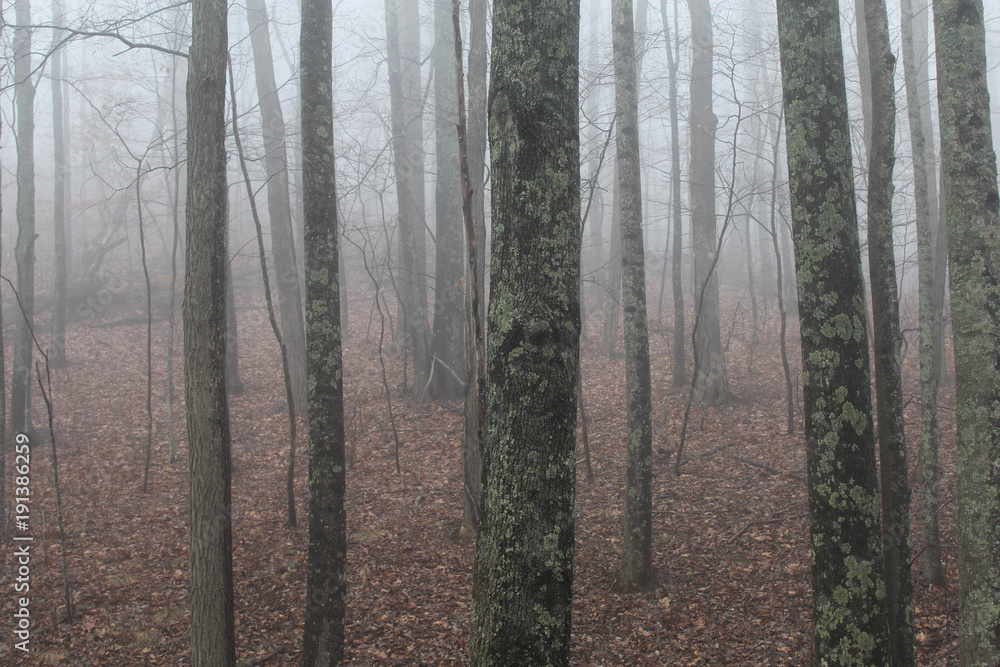 Naklejka premium animals