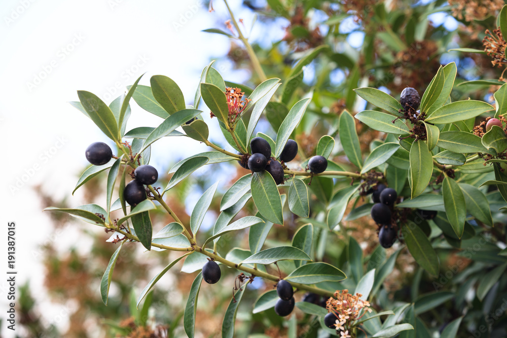 branch of olive tree