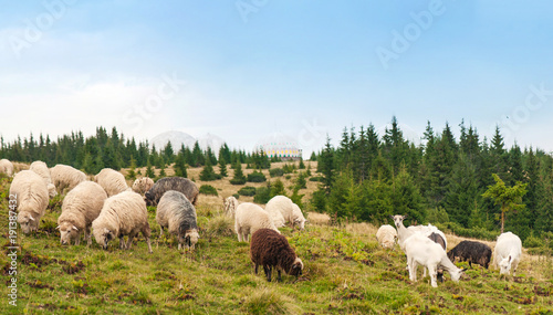 Fototapeta Naklejka Na Ścianę i Meble -  Panorama of landscape with herd of sheep graze on green pasture in the mountains. Young white and brown sheep graze on the farm.