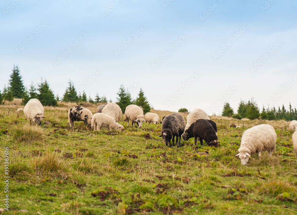 Panorama of landscape with herd of sheep and goats graze on green pasture in the mountains. Young white and brown sheep graze on the farm.