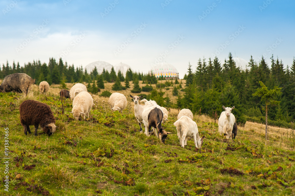 Picture of landscape with herd of sheep and goats graze on green pasture in the mountains. Young white and brown sheep graze on the farm. Picture of landscape with herd of sheep and goats graze on green pasture in the mountains. Young white and brown sheep graze on the farm.