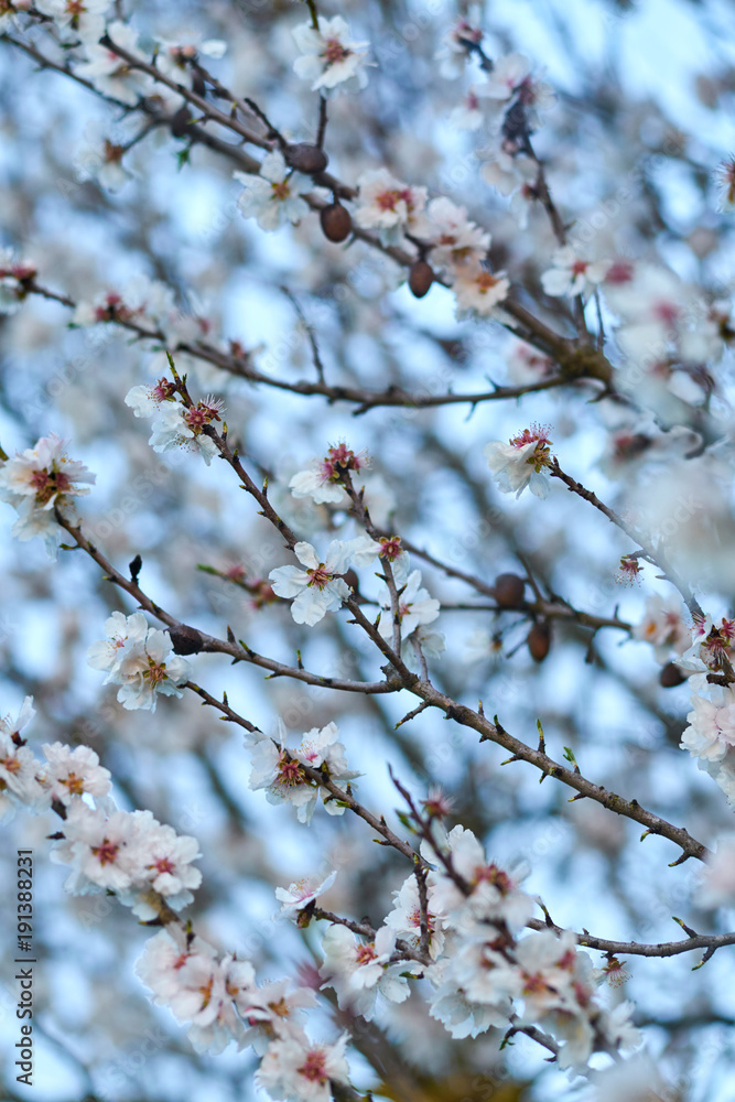 Tree bloomed in february in Salento - Italy