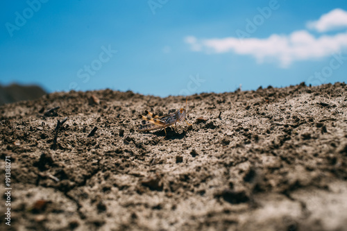 Grasshopper closeup