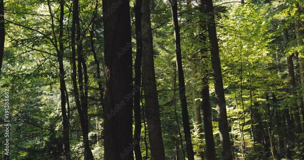 Green forest, sunshine shining through the tree branches. Wild nature, no people around. Natural beauty, beautiful landscape. Relaxation, having a picnic, hiking Green forest, sunshine shining through the tree branches. Wild nature, no people around. Natural beauty, beautiful landscape. Relaxation, having a picnic, hiking