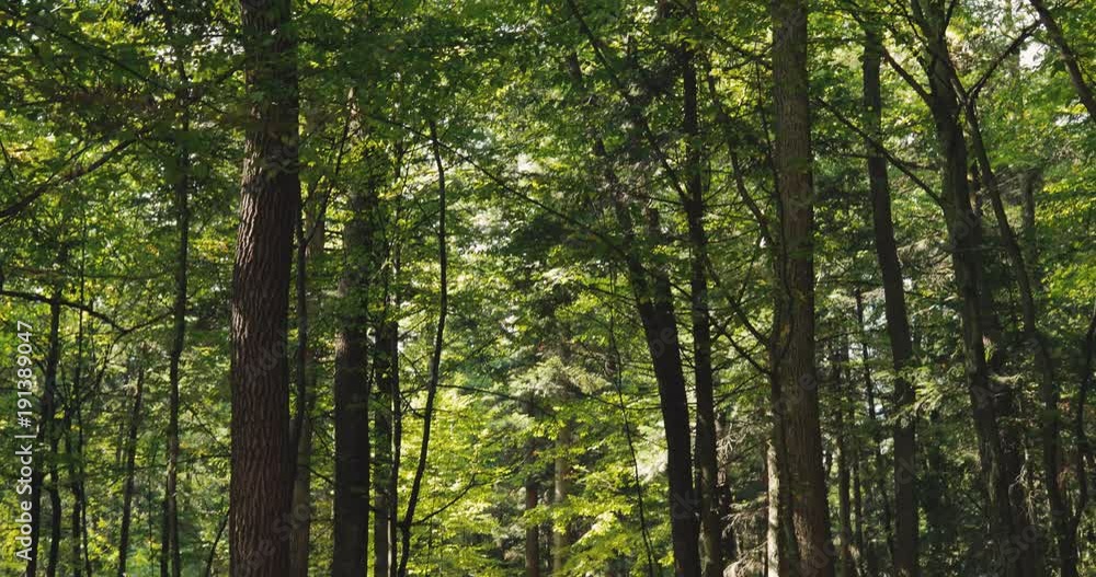 Beautiful old green forest, camera moving up to the shining light through trees canopy. Keep calm, walking, relaxation. Green tourism, hiking Beautiful old green forest, camera moving up to the shining light through trees canopy. Keep calm, walking, relaxation. Green tourism, hiking