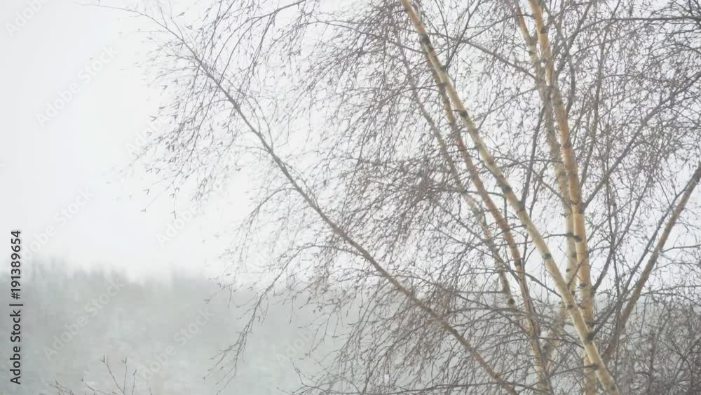 Snow storm. The birch bends under a strong wind. Snow storm. The birch bends under a strong wind.