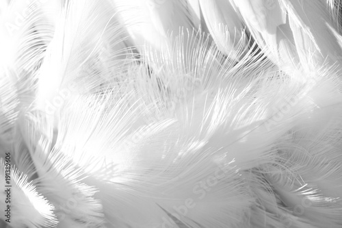Fototapeta Naklejka Na Ścianę i Meble -  White flamingo feather. Gentle soft nature background