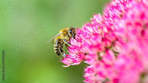 Biene auf pinkfarbener Blüte