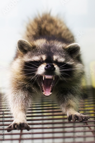 raccoon, open mouth, teeth
