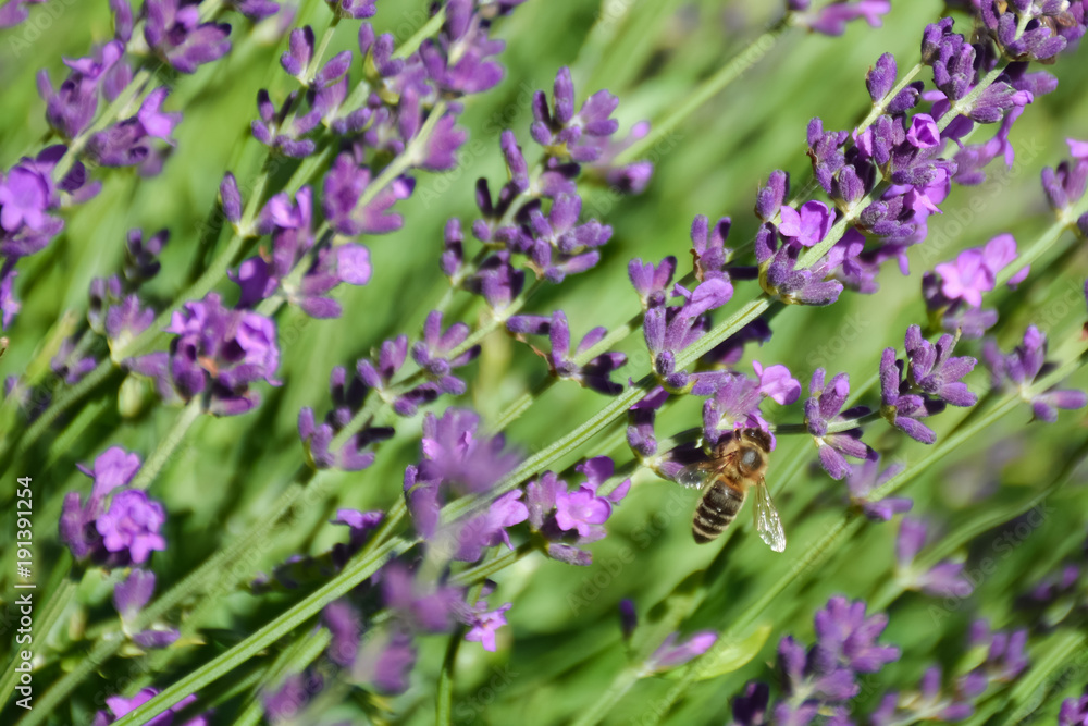 Little bee on purple lavender flower Little bee on purple lavender flower