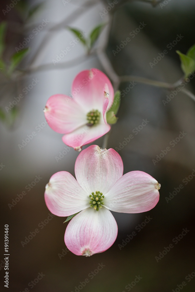 Pair of dogwood blooms Pair of dogwood blooms