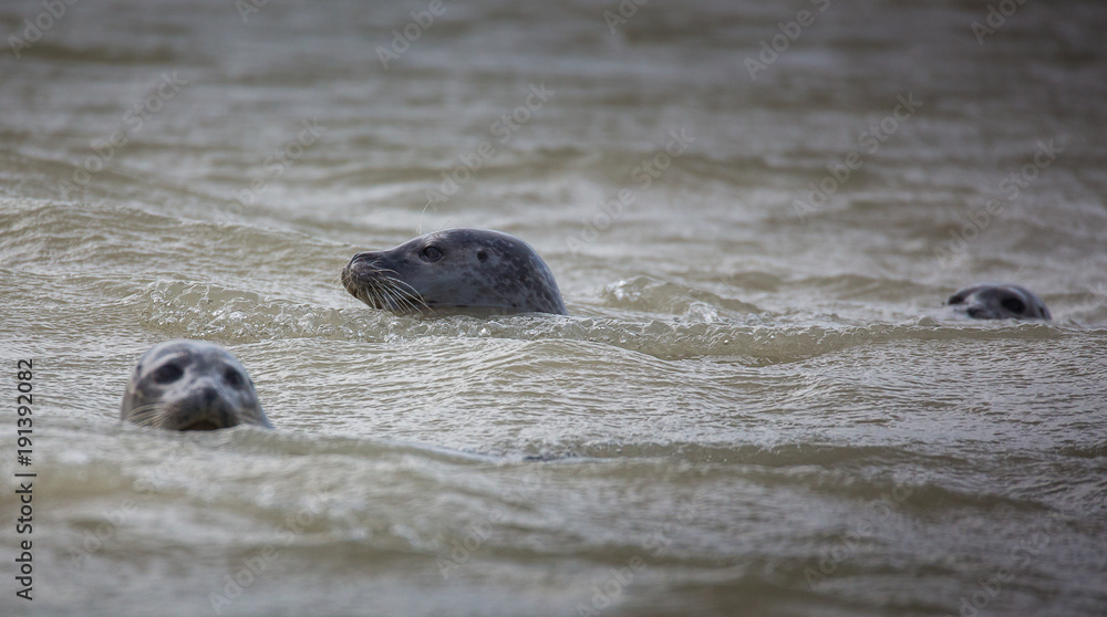 Obraz premium regard de phoques 