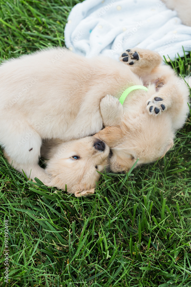 golden retriever puppies