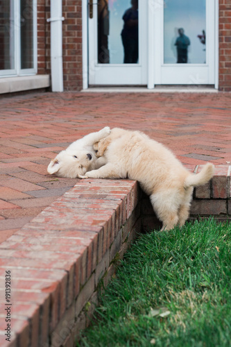 golden retriever puppies photo