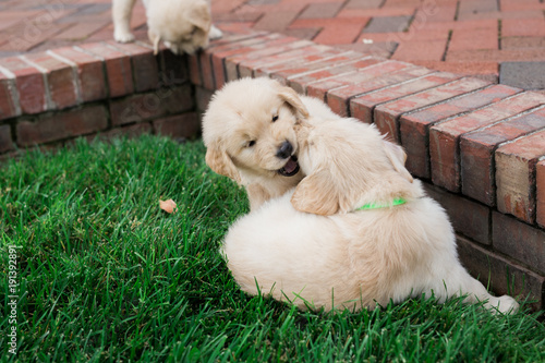 golden retriever puppies photo