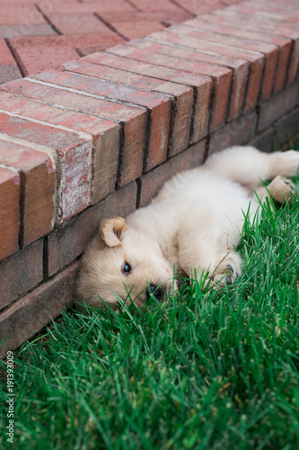 golden retriever puppies photo