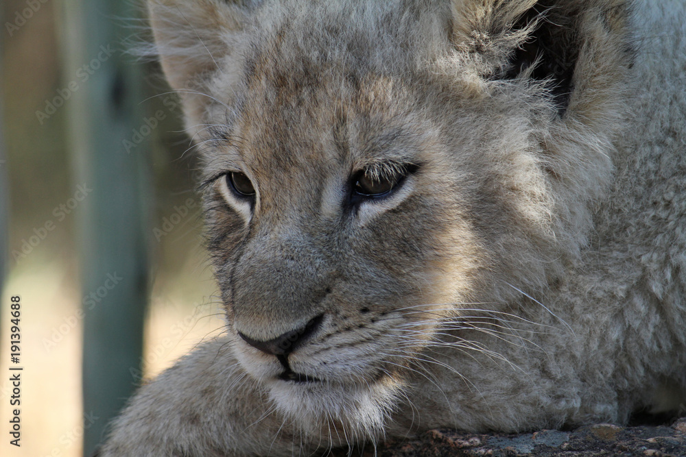 Fototapeta premium Young sleepy lion in the shade