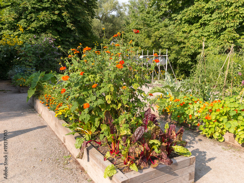 Raised garden beds in community garden