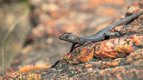 A Small Lizard On A Red Rock