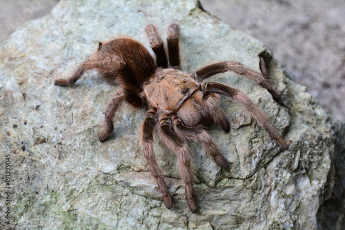Tarantula spider sunning itself on a rock in its environment.