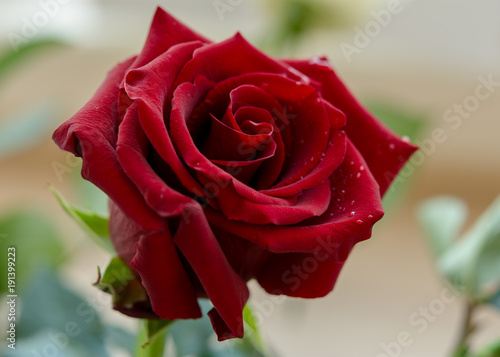 Red rose macro photography