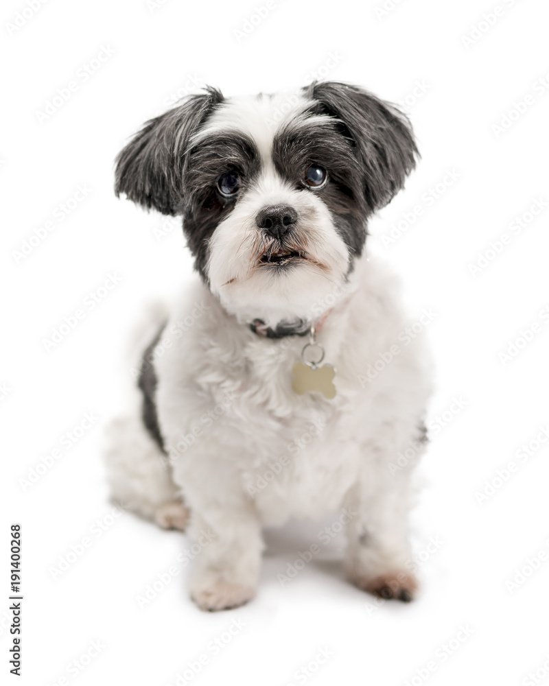 Cute, adorable and cuddly black or grey and white Lhasa Apso dog isolated on a pure white studio background Cute, adorable and cuddly black or grey and white Lhasa Apso dog isolated on a pure white studio background