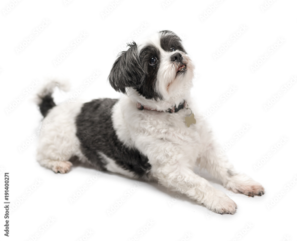 Cute, adorable and cuddly black or grey and white Lhasa Apso dog isolated on a pure white studio background