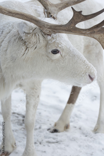 reindeer in its natural environment in scandinavia