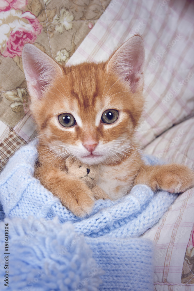 Bengal Kitten Bengal Kitten