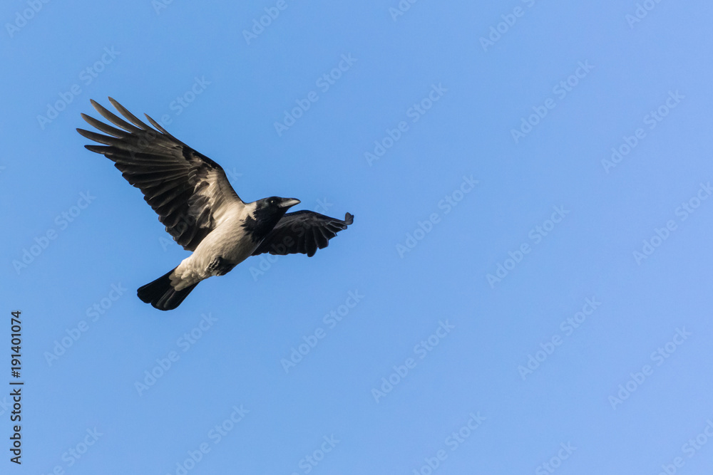Fototapeta premium A Grey Crow Gracefully Spreading Its Wings