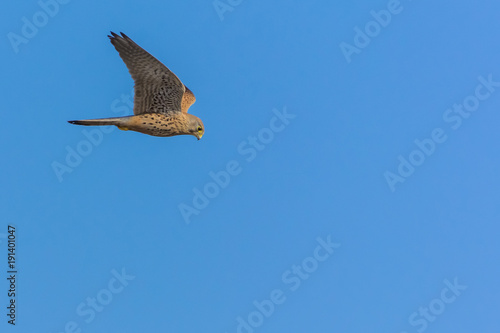 A Little Brown Hawk Paying Close Attention to Details