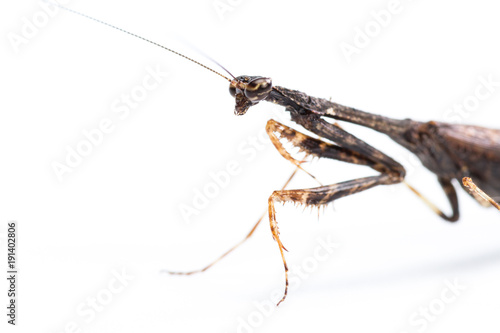 Fotografija Praying mantis on white