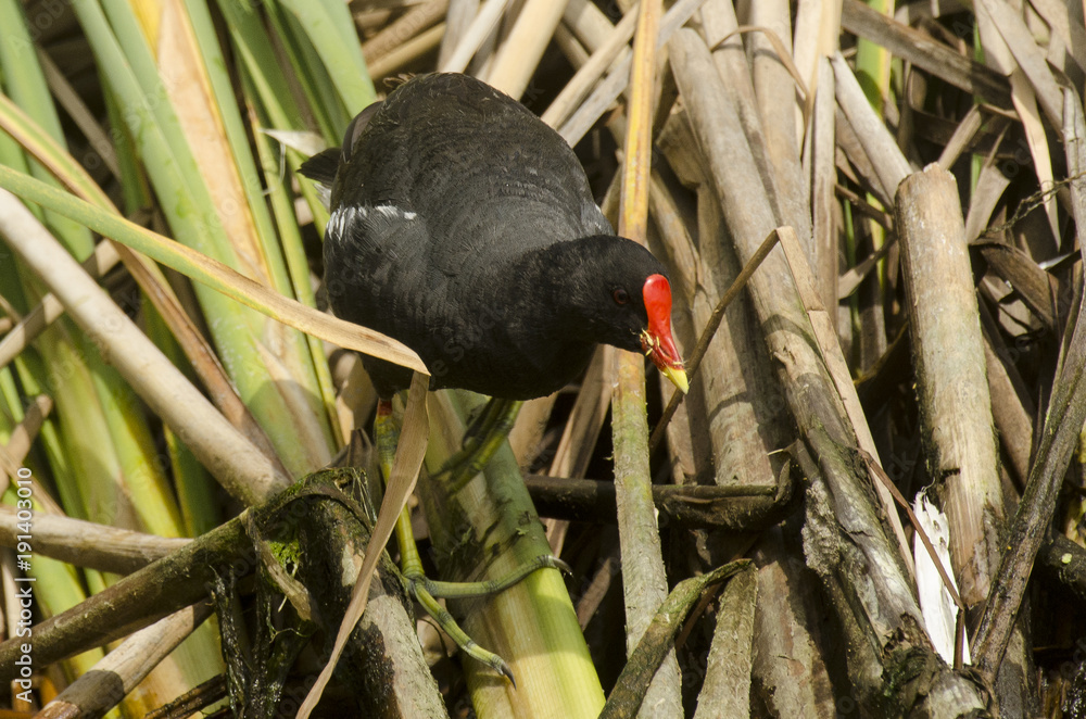 Gallinule poule d'eau, jeune,.Gallinula chloropus, Common Moorhen Gallinule poule d'eau, jeune,.Gallinula chloropus, Common Moorhen