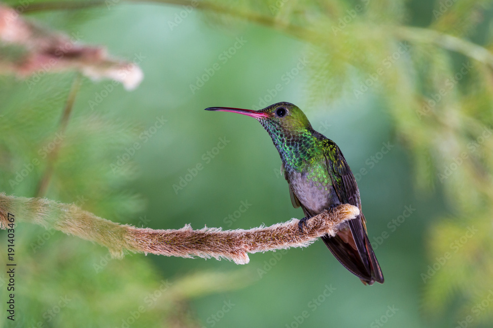 Fototapeta premium rufous-tailed hummingbird - Amazilia tzacatl