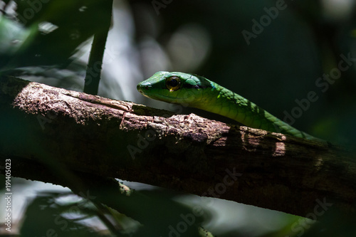 lora or parrot snake - Leptophis ahaetulla photo