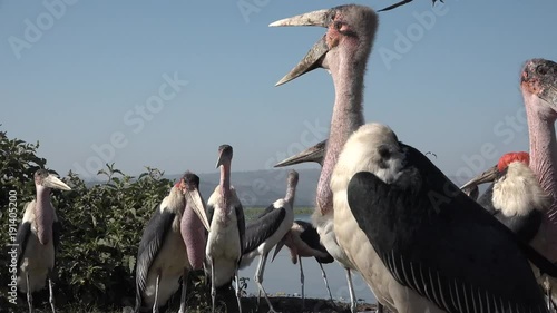 The African Marabou (Latin Leptoptilos crumeniferus) is a bird from the family of stork, its largest representative. . photo