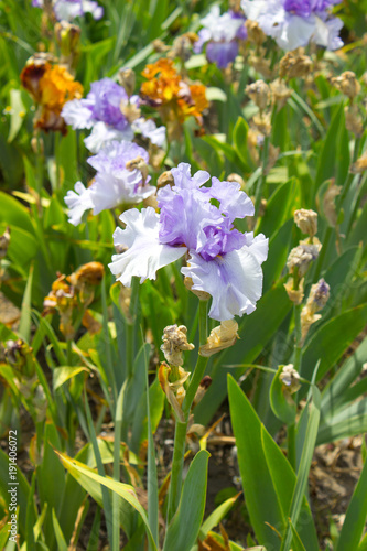 Fototapeta Naklejka Na Ścianę i Meble -  Iris Flower